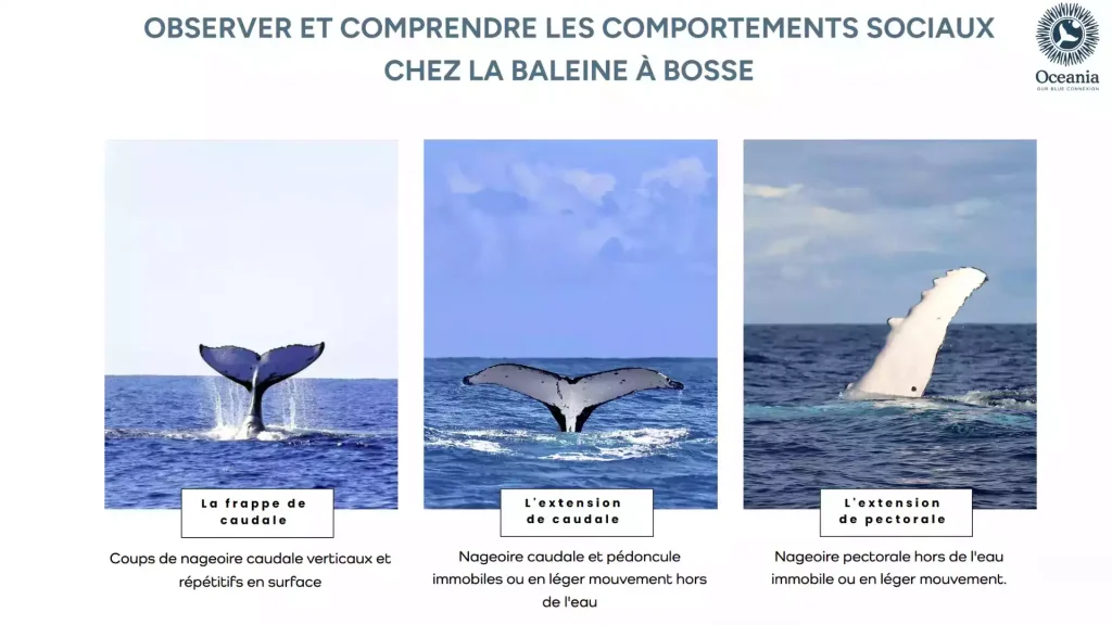 Illustration du guide Nager avec les baleines