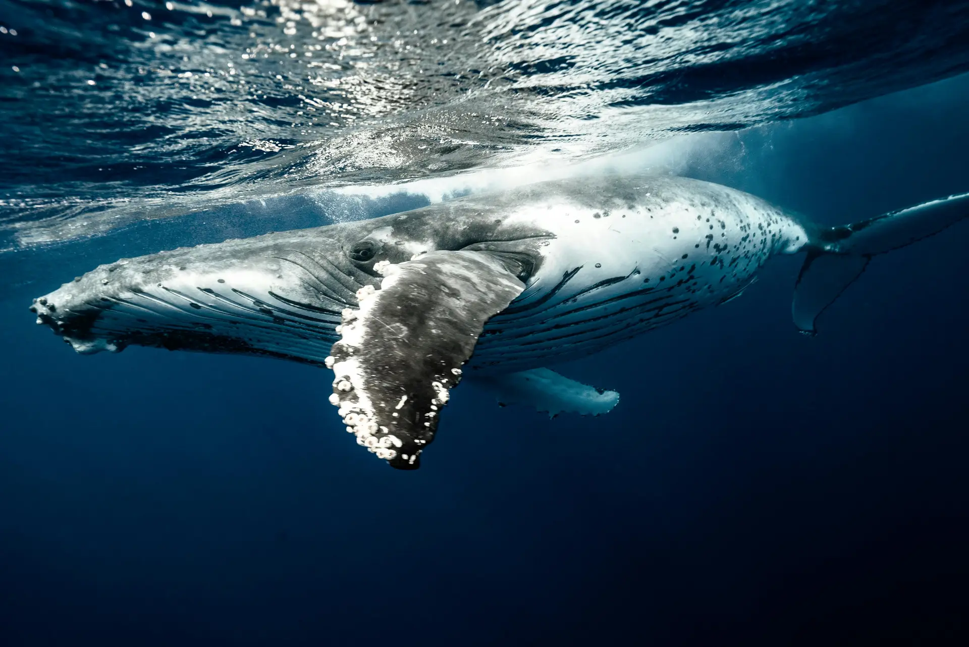 Un lien privilégié avec les baleines 
