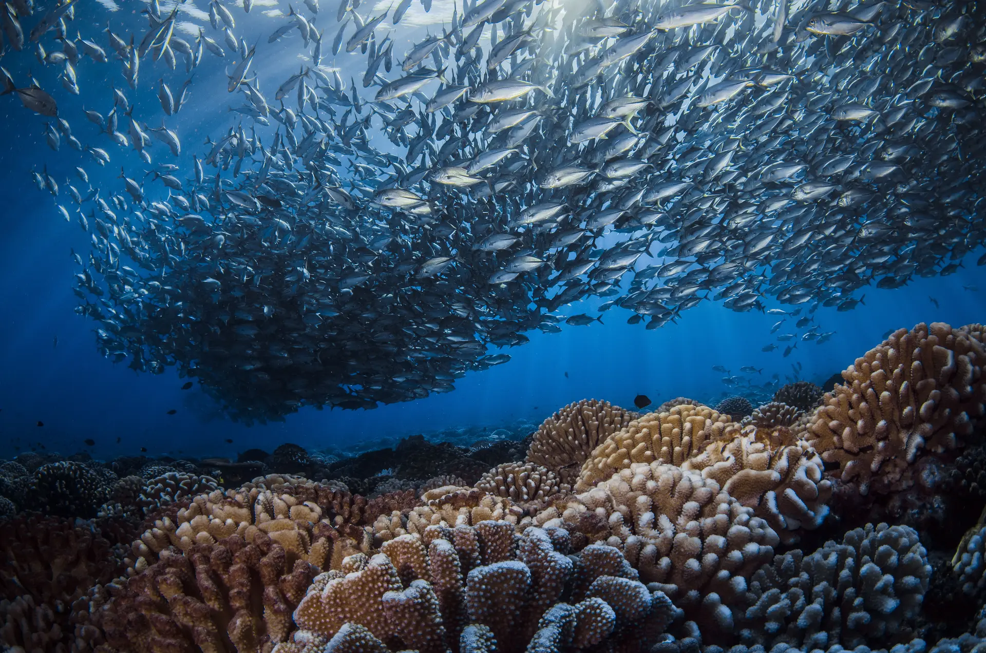 Motu sauvage aux Tuamotu