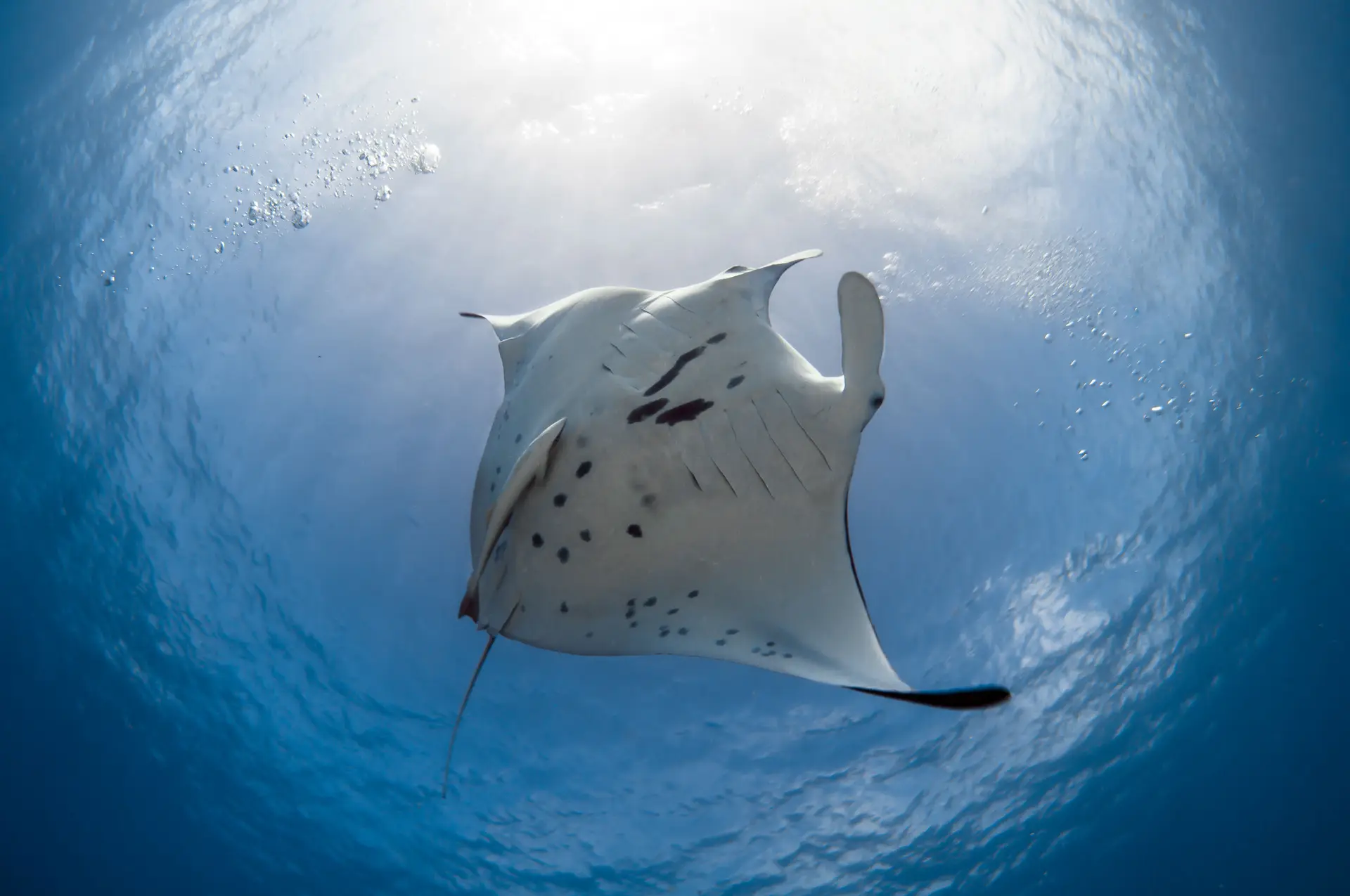Nager avec les raies et les requins