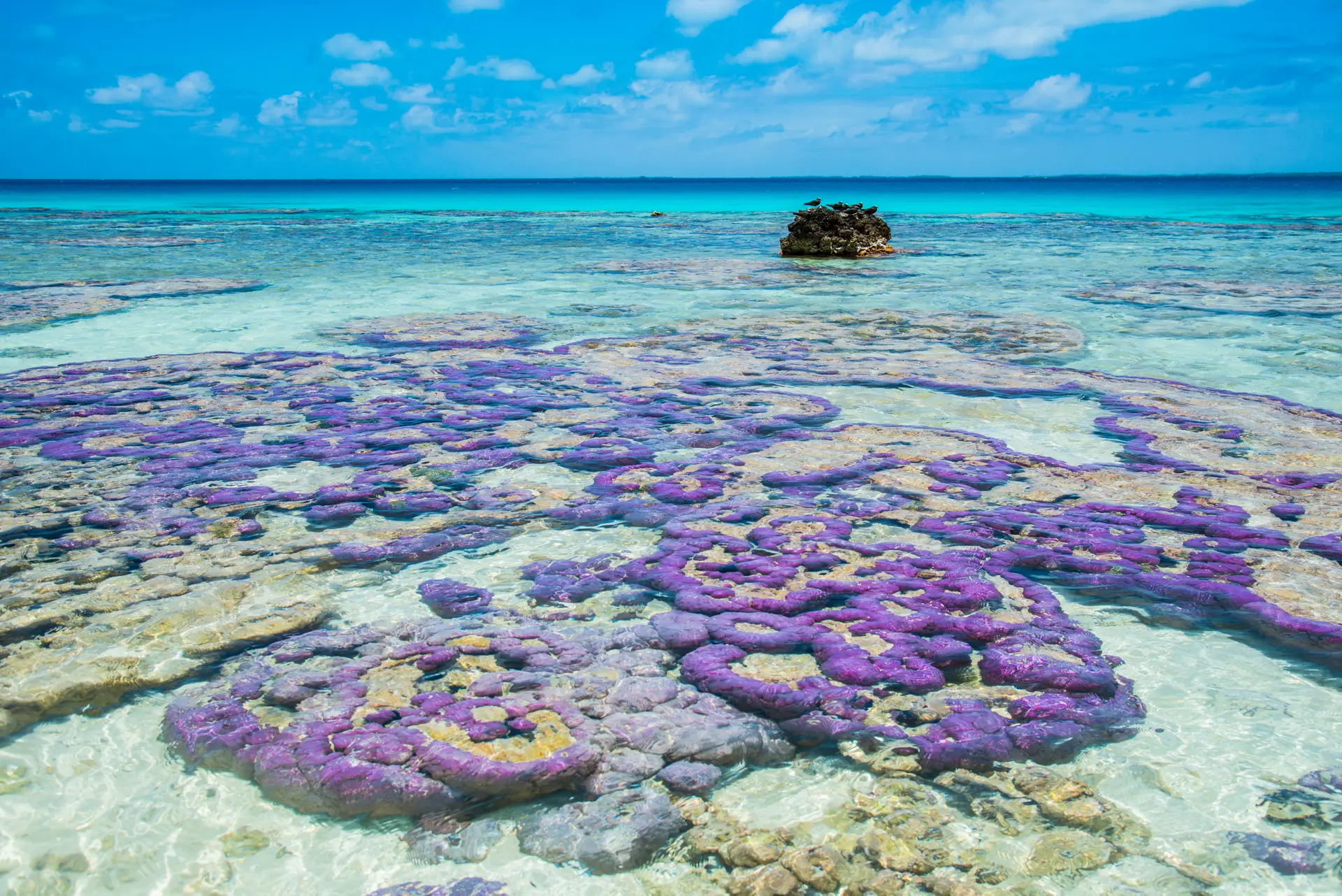 Plage et cocotiers aux Tuamotu