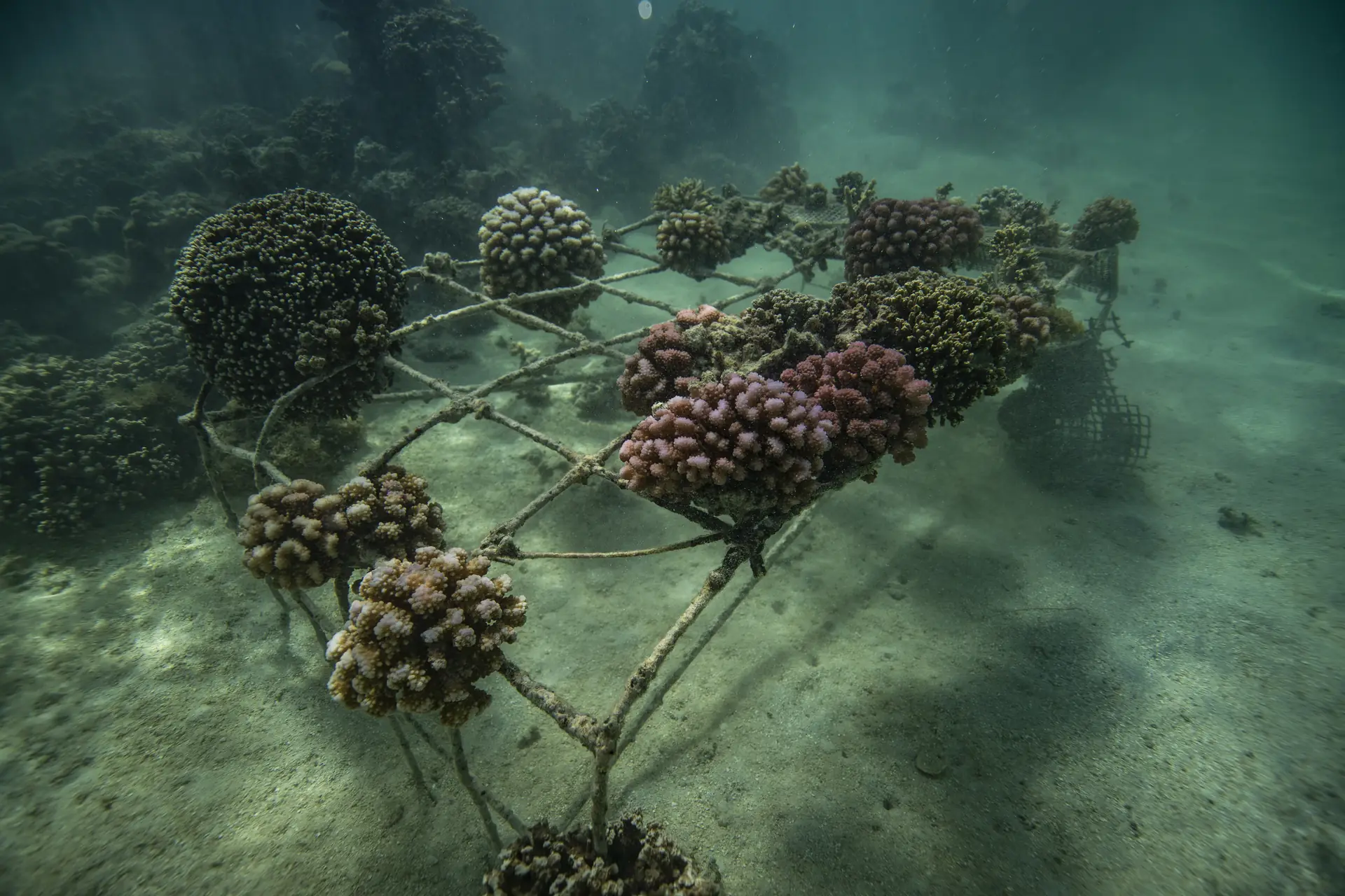 Bouturage de corail dans un lagon polynésien
